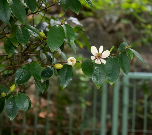 Magnolia figo