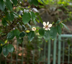 Magnolia figo