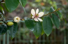 Magnolia figo