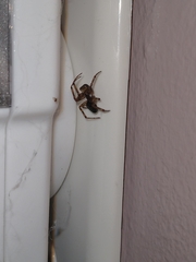 Araneoidea