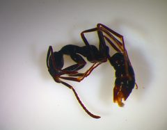 Leptogenys diminuta