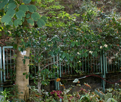 Magnolia figo