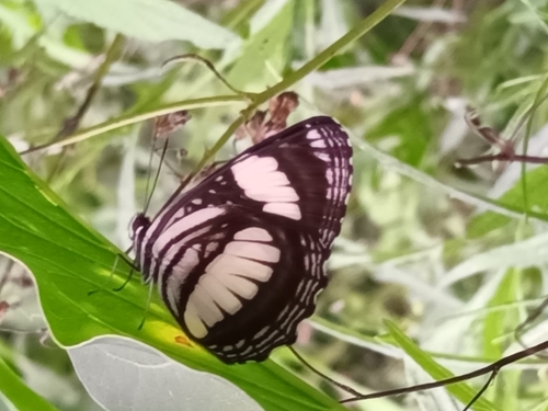Common Barred Sailor
