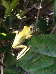 Boana calcarata