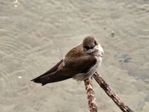 Northern Rough-winged Swallow, Uptown, Chicago, IL, USA, photo 7 of 10