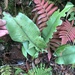 Diplazium cordifolium cordifolium - Photo (c) 呂一起(Lu i-chi), algunos derechos reservados (CC BY), subido por 呂一起(Lu i-chi)