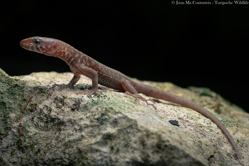 Lepidophyma zongolicum · iNaturalist