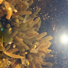 Adenocystis utricularis