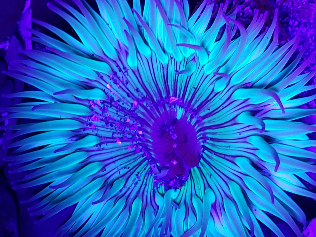 Photo of Solitary California anemone (Anthopleura sola)