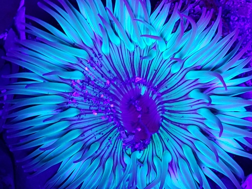 Photo of Solitary California anemone (Anthopleura sola)