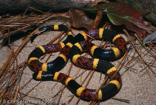 Texas Coralsnake