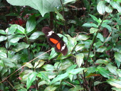 Heliconius hortense