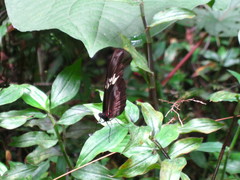 Heliconius hortense