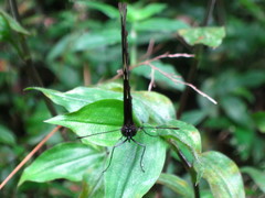 Heliconius hortense