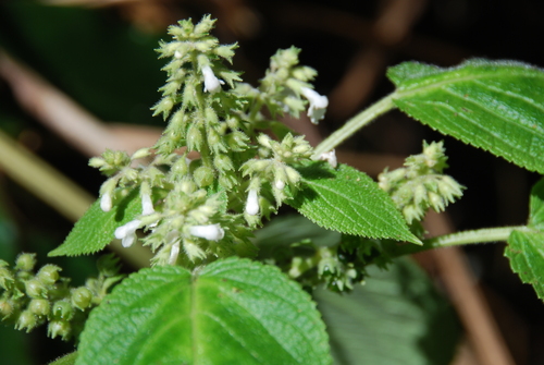 Phyllostegia wawrana observed 2015-02-17