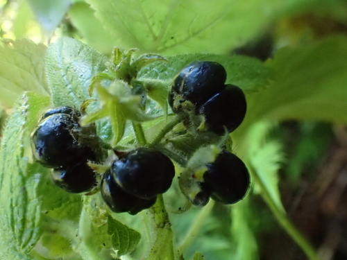 Phyllostegia wawrana observed 2015-06-02