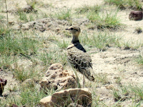 Smutsornis africanus