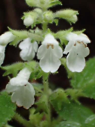 Phyllostegia wawrana observed 2016-04-05
