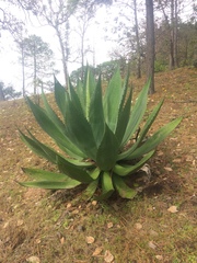 Agave maximiliana