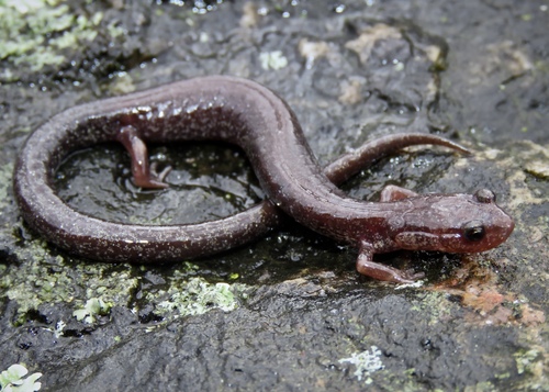 Valley and Ridge Salamander