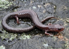 Plethodon hoffmani