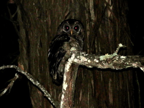 Strix woodfordii