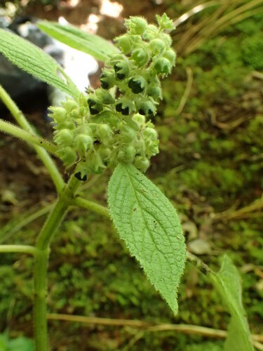Phyllostegia wawrana observed 2016-05-19