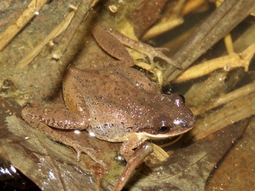 Upland Chorus Frog