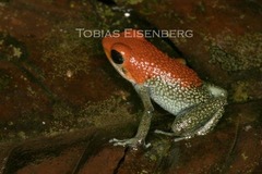 Granular Poison Frog photo 3