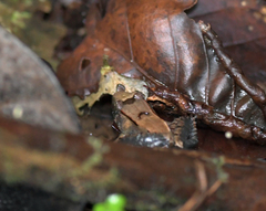 Limnonectes palavanensis