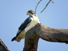 Buteo augur