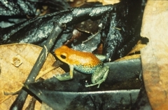 Granular Poison Frog photo 4