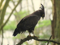Lophaetus occipitalis