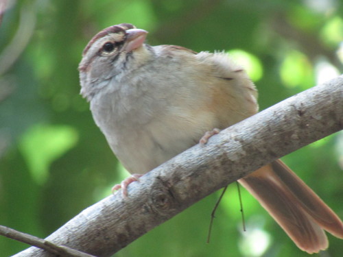 Cinnamon-tailed Sparrow (Peucaea sumichrasti), photo 6