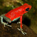 Granular Poison Frog - Photo (c) Patrick Gijsbers, some rights reserved (CC BY-SA)