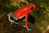 Granular Poison Frog - Photo (c) Patrick Gijsbers, some rights reserved (CC BY-SA)
