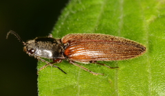 Hemicrepidius hemipodus