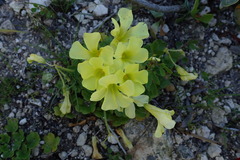 Oxalis compressa compressa