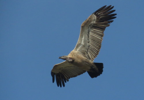 Gyps coprotheres