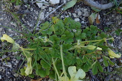 Oxalis compressa compressa
