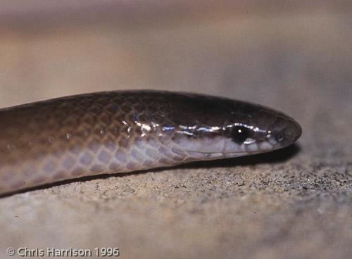 Flat-headed Snake