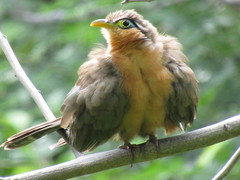 Morococcyx erythropygus