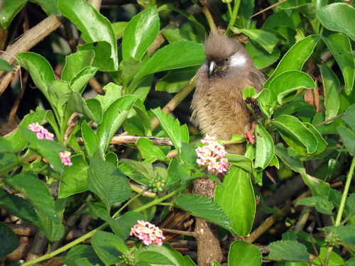 Colius striatus