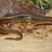 Salamandra Bilineada Norteña - Photo (c) Justin Lee, algunos derechos reservados (CC BY-NC)