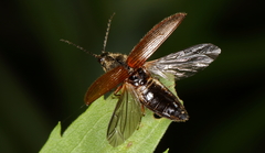 Hemicrepidius hemipodus