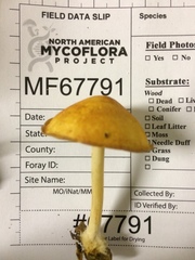Marasmius strictipes