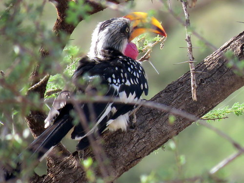 Tockus flavirostris