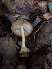 Marasmius strictipes