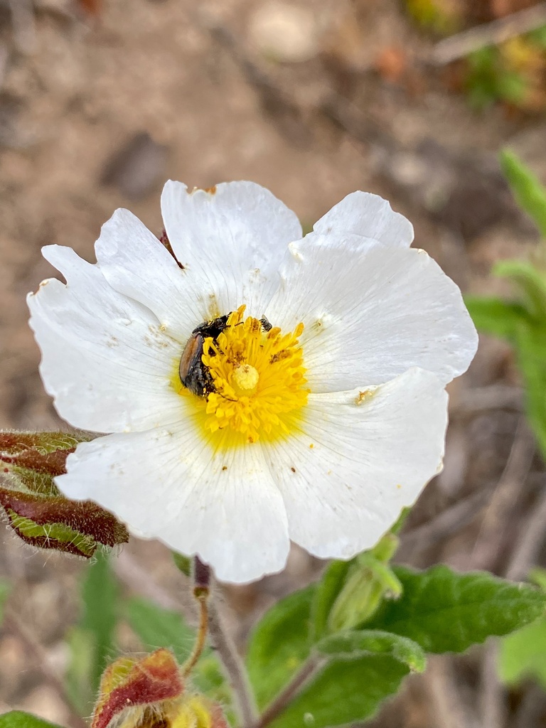 Chasmatopterus from Almalaguês, Almalaguês, Centro, PT on April 29