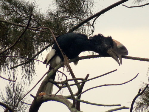 Bycanistes subcylindricus